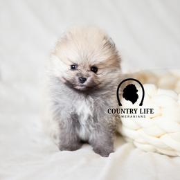AKC Kringle - Cream sable male Pomeranian puppy in Idaho Falls, Idaho from Country Life Pomeranians