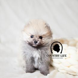 AKC Kringle - Cream sable male Pomeranian puppy in Idaho Falls, Idaho from Country Life Pomeranians