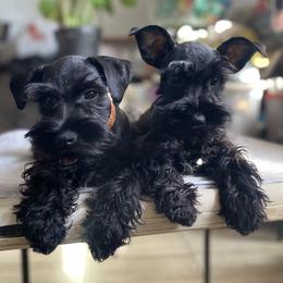 Rosee - Black female Miniature Schnauzer puppy in San Diego, California from KMS-Miniature Schnauzers