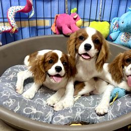 Cavalier King Charles Spaniel Puppies from Hungarian Cavaliers of Nashville