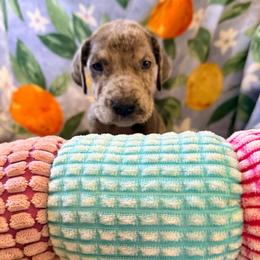 Dusty - Merle male Great Dane puppy in Jerusalem, Arkansas from Mara Danes