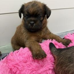 Fred - Belge male Brussels Griffon puppy in Hilton Head Island, South Carolina from Andria's Brussels Griffons