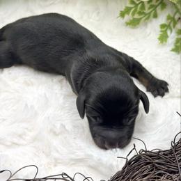 Denim - Black and tan female Dachshund puppy in Exeter, California from Sawtooth Miniature Dachshunds