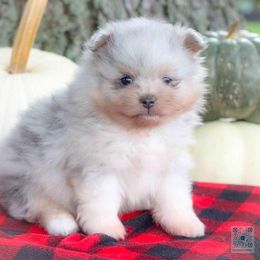 Maxwell  - dilute merle - Blue merle male Pomeranian puppy in Bremen, Indiana from AMS Pomeranians and Pomskies in Indiana