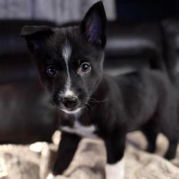 Fraya - Black and white female Pomsky puppy in Ravena, New York from Osiris’s Siberians & Pomskies