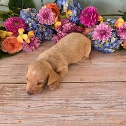 Scout - Cream male Dachshund puppy in Florence, Arizona from Doxie Town Az
