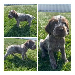 Autumn - Wirehaired Pointing Griffon puppy in Jerome, Idaho from Double R Griffons