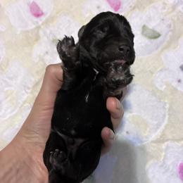 Harley - Black and silver male Miniature Schnauzer puppy in Hedgesville, West Virginia from Clay Hill Kennels