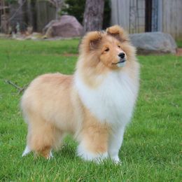 Shetland Sheepdog Puppies from Kristi Walker