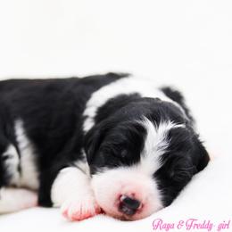 Biscuit - Black and white female Bernedoodle puppy in Diamond Bar, California from Furrytaildoodles