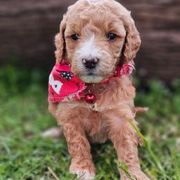 Peanut- Red Collar - Apricot female Goldendoodle puppy in Bonham, Texas from Happy Valley Puppies