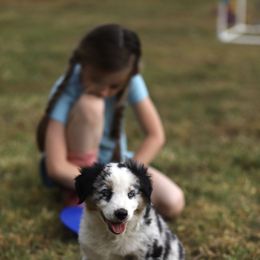 Miniature Australian Shepherd Puppies from Rocking AW Aussies