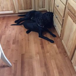 Labrador Retriever Puppies from Harvest Moon Farm