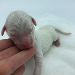 Bernedoodle and Goldendoodle Puppies from Bailey Mountain Doodles