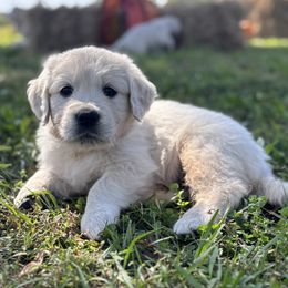 Miss Flower - Light golden female Golden Retriever puppy in Myakka City, Florida from MC Goldens