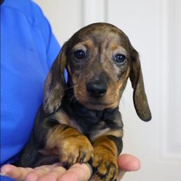 Snickers - Wild boar male Dachshund puppy in Prunedale, California from Tiny Teckels Miniature Dachshunds