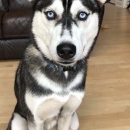 Siberian Husky All Grown Up from Heather Martens