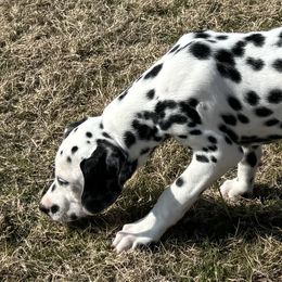 Black - Male - Dalmatian puppy from Splendid Spots Dalmatians