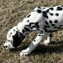 Black - Male - Dalmatian puppy from Splendid Spots Dalmatians