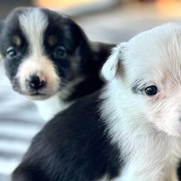 Border Collies from Spitfire Border Collies