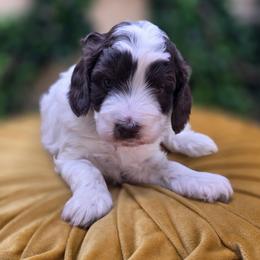 Harvest - Parti male Goldendoodle puppy in Decatur, Tennessee from Diamond's Doodles