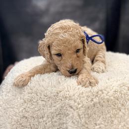 Jo Jo - Cream male Goldendoodle puppy in Houston, Texas from Were The Mack'Doodles