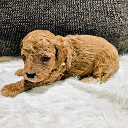 Jumba - Red  male Goldendoodle puppy in Forest, Ohio from Mini Doodle Buddies