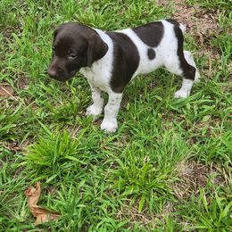 Big Boy Patches - Liver and white male German Shorthaired Pointer puppy in Troy, North Carolina from Uwharrie GSP