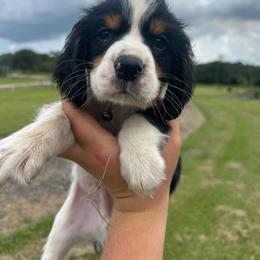 Boy 3 - Black white and tan male English Springer Spaniel puppy in Fort Meade, Florida from Lake in the Hills Springers