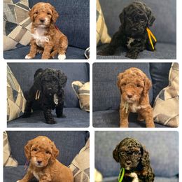 Goldendoodle puppies from JoZy's Doodles