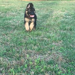 German Shepherd Puppies from Countryside Kennel