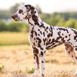 Dalmatians from Ravin Dalmatians
