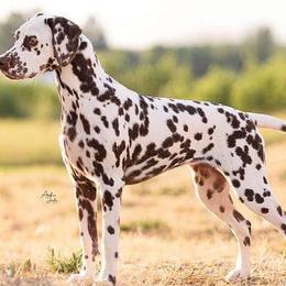Dalmatians from Ravin Dalmatians