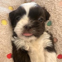 Girl 1 - Liver and white female Shih Tzu puppy in Kodak, Tennessee from Cutshall Babies