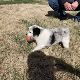 Australian Cattle Dog and Companion Cross Puppies from MX Kennel - Central MO