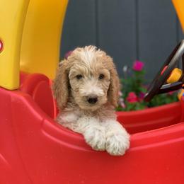 Goldendoodle Puppies from Goldendoodles of Vanhoy Farms