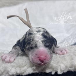 Ash - Merle male Bernedoodle puppy in Carmichaels, Pennsylvania from JensenBelle Doodles