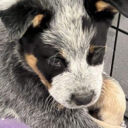 Australian Cattle Dogs from Circle V Ranch Cattle Dogs