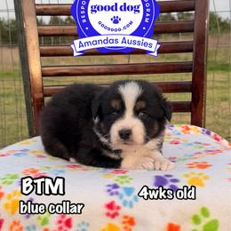BTM Blue collar - Black tri-color male Australian Shepherd puppy in Greenville, Texas from Amandas Aussies