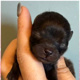 Vixen - Black female Pomeranian puppy in Orange Grove, Texas from Davis Poms