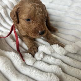 AKC Red Collar - Red  male Poodle puppy in Powder Springs, Georgia from West Cobb Dogs