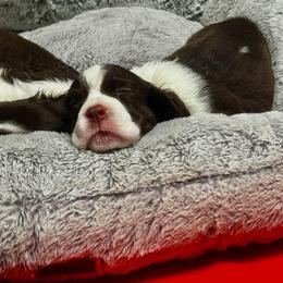 Puppy boy 3 - Liver and white male English Springer Spaniel puppy in Howell, Michigan from Foxboro Farm