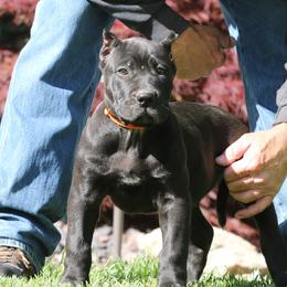Male 5 - Tiger male Perro de Presa Canario puppy in Pocahontas, Illinois from Cabeza Grande Kennel