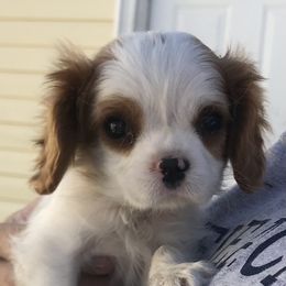 Cavalier King Charles Spaniel Puppies from Christina’s Cavaliers