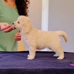 Golden Retriever Puppies from Faded Ash Goldens