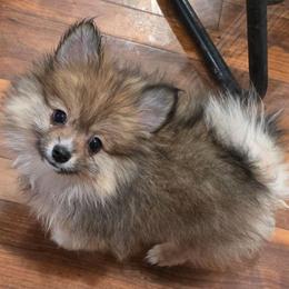 STORMI - Cream sable female Pomeranian puppy in El Centro, California from BabyBooPoms