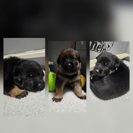 Gitta - Black and tan female German Shepherd puppy in Conroe, Texas from Aus der Asche German Shepherds