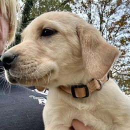 Tan collar - Yellow female Labrador Retriever puppy in Kimbolton, Ohio from Blue Clay Kennels, LLC.