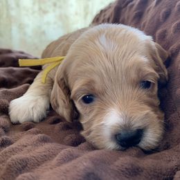 Cockapoo Puppies from ApplebyFarm