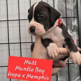 Matt - Mantle male Great Dane puppy in Longview, Texas from Lazy A Danes
